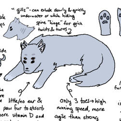 Species design notes on a canine alien creature for a story in the SCP fandom. It has two pairs of ears, two pairs of eyes, and copper-based blood. Its fur is blue-gray, it has gills and is both speedy and agile.